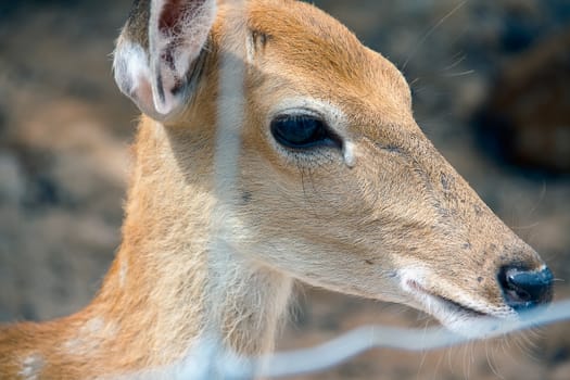 Brown Deer Standing eye looking for