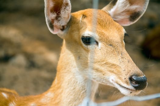 Brown Deer Standing eye looking for