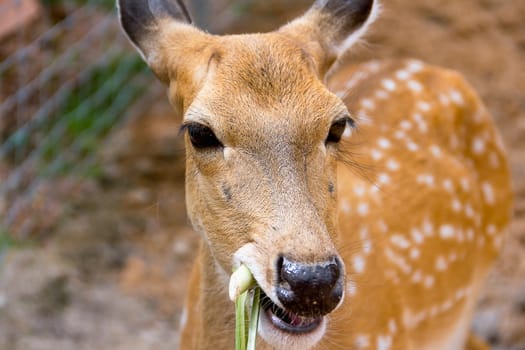 Brown Deer Standing eye looking for