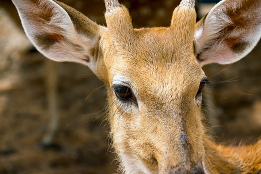 Brown Deer Standing eye looking for