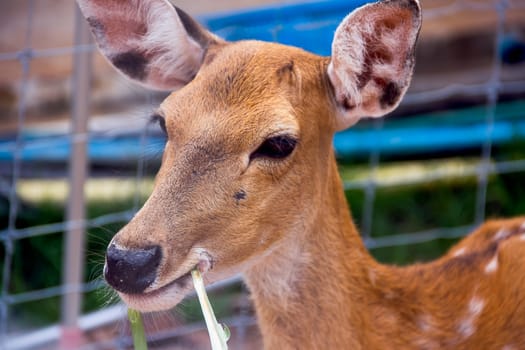 Brown Deer Standing eye looking for