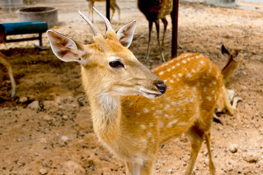 Brown Deer Standing eye looking for