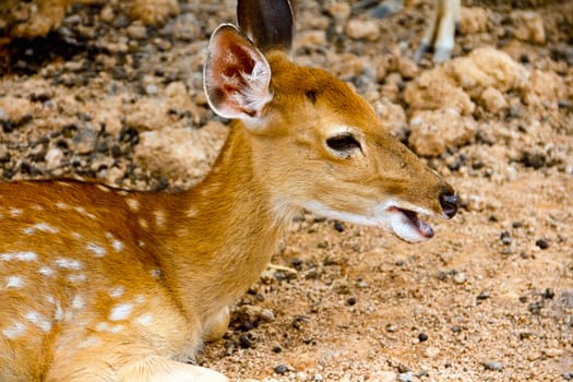 Brown Deer Standing eye looking for