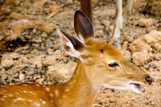 Brown Deer Standing eye looking for