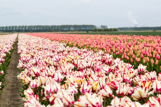 Colorful field of tulips in the Netherlands