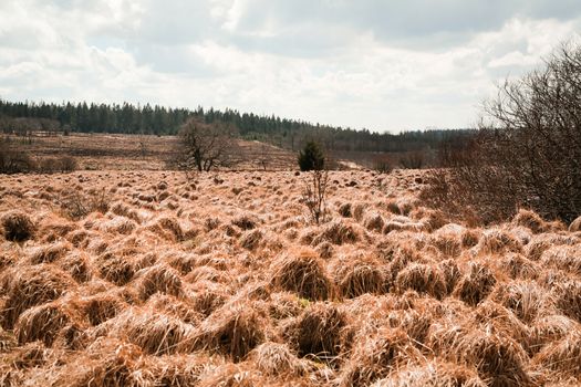 The High Fens, Hoge Venen, Belgium, Signal Van Botrange