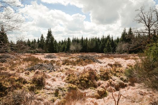 The High Fens, Hoge Venen, Belgium, Signal Van Botrange