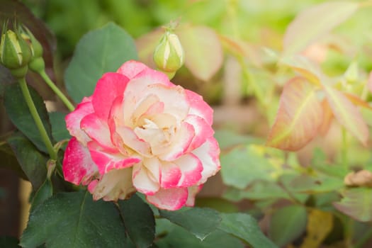 Roses in the garden, Roses are beautiful with a beautiful sunny day.