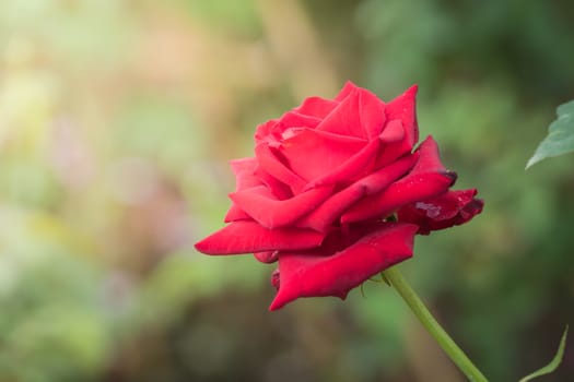 Roses in the garden, Roses are beautiful with a beautiful sunny day.