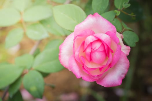 Roses in the garden, Roses are beautiful with a beautiful sunny day.