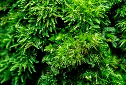 Macro shot detail of mosses cover with dense on dead tree. Green environment, nature, ecology, biodiversity concept. Natural background