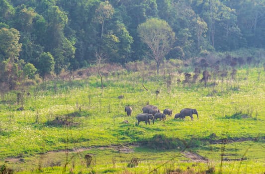A herd of wild elephants family walking and eating grass in the evening at green grass field near the forest at Khao Yai National Park in Thailand.