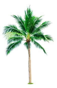 Coconut tree isolated on white background with copy space. Used for advertising decorative architecture. Summer and beach concept. Tropical palm tree.
