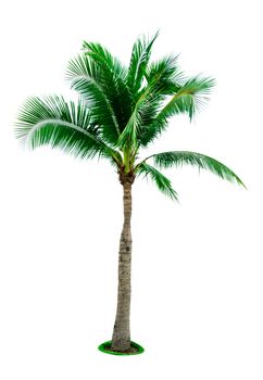 Coconut tree isolated on white background with copy space. Used for advertising decorative architecture. Summer and beach concept. Tropical palm tree.