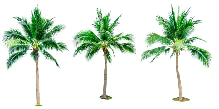 Set of coconut tree isolated on white background used for advertising decorative architecture. Summer and beach concept. Tropical palm tree.