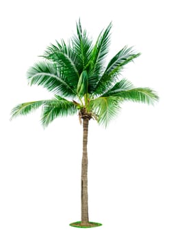Coconut tree isolated on white background with copy space. Used for advertising decorative architecture. Summer and beach concept. Tropical palm tree.