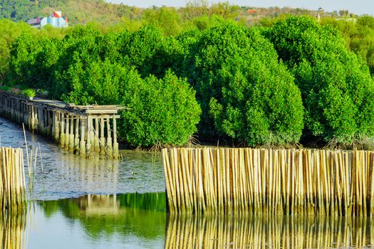 Wave protection fence made from dry bamboos at mangrove forest in the sea to avoid coast erosion