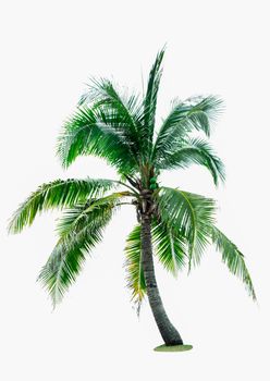 Coconut tree isolated on white background with copy space. Used for advertising decorative architecture. Summer and beach concept