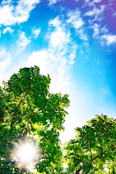 Green leaves with sunshine and beautiful blue sky and white clouds background with copy space for text.