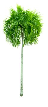 Manila palm, Christmas palm tree ( Veitchia merrillii (Becc.) H.E. Moore ) isolated on white background. used for advertising decorative architecture. Summer and beach concept.