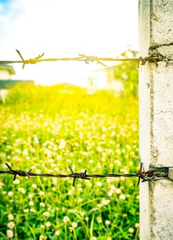Rusty old fence barbed wire with concrete pole on blurred flower field as the background with flare light. Green grass field.