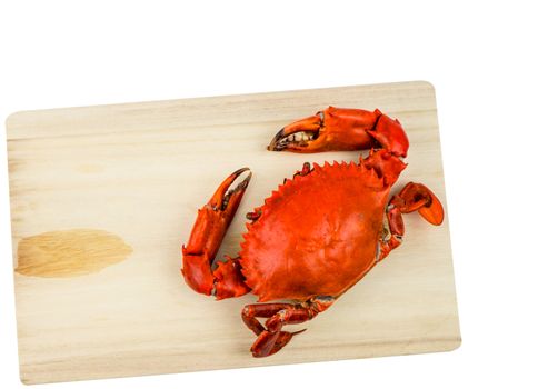 Top view of Scylla serrata. One steamed crab on wood cutting board isolated on white background with copy space. Seafood restaurants concept.