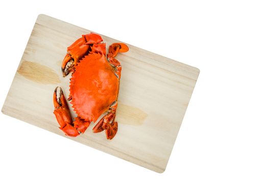 Top view of Scylla serrata. One steamed crab on wood cutting board isolated on white background with copy space. Seafood restaurants concept.