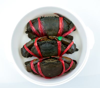 Top view of Scylla serrata. Three fresh crabs are tied with red plastic ropes and arranged in a neat rows in steaming container. Raw materials for seafood restaurants concept.