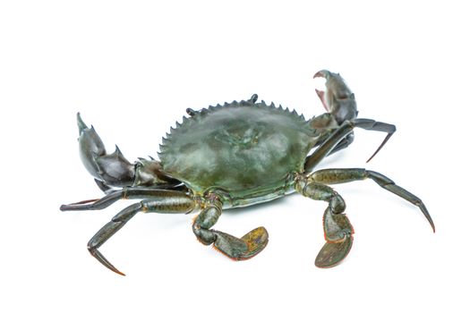 Scylla serrata. Mud crab isolated on white background with copy space. Raw materials for seafood restaurants concept.