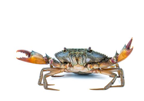 Scylla serrata. Mud crab isolated on white background with copy space. Raw materials for seafood restaurants concept.