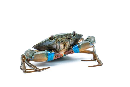 Scylla serrata. Fresh crabs are tied claws with blue plastic ropes isolated on white background. Raw materials for seafood restaurants concept.