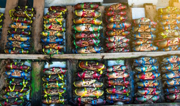 Scylla serrata. Fresh crabs are tied with colorful plastic ropes and arranged in a neat rows at the seafood market in Thailand. Raw materials for seafood restaurants concept.