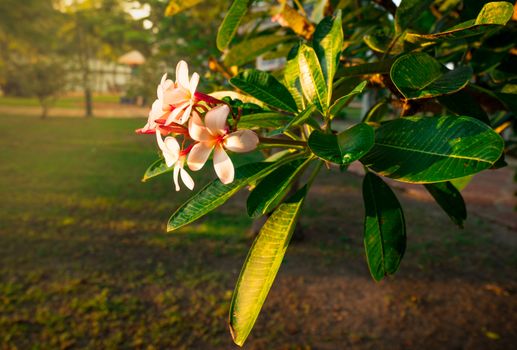 Tropical Frangipani flower (Plumeria alba) and green leaves on blur background in the park with flare light. Spa and wellness concept in resort