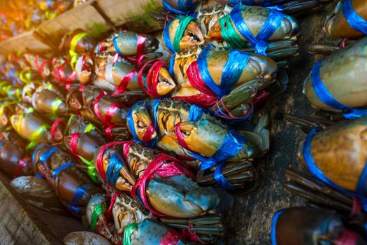 Scylla serrata. Fresh crabs are tied with colorful plastic ropes and arranged in a neat rows at the seafood market in Thailand. Raw materials for seafood restaurants concept with flare light.