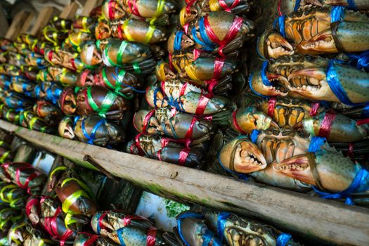 Scylla serrata. Fresh crabs are tied with colorful plastic ropes and arranged in a neat rows at the seafood market in Thailand. Raw materials for seafood restaurants concept.