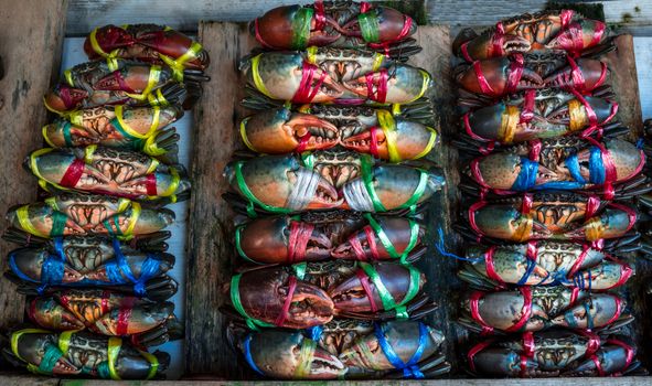 Scylla serrata. Fresh crabs are tied with colorful plastic ropes and arranged in a neat rows at the seafood market in Thailand. Raw materials for seafood restaurants concept.