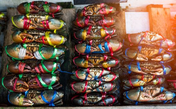 Scylla serrata. Fresh crabs are tied with colorful plastic ropes and arranged in a neat rows at the seafood market in Thailand. Raw materials for seafood restaurants concept with flare light