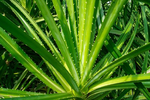 Pandanus tectorius, Pandanus odoratissimus tree with natural sunlight in the morning. Herbal use for diuretic and relieve a fever.