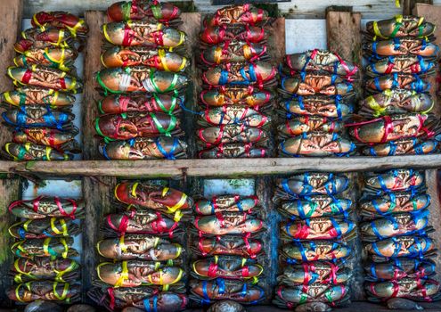 Scylla serrata. Fresh crabs are tied with colorful plastic ropes and arranged in a neat rows at the seafood market in Thailand. Raw materials for seafood restaurants concept.