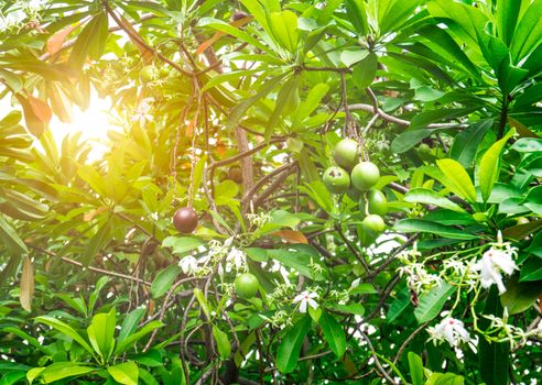 Cerbera odollam (Suicide tree, Pong-pong, Othalanga) tree with flare light.