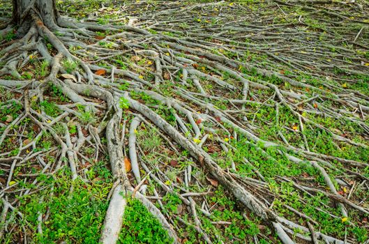 Prop root of banyan tree and green grass with natural sunlight