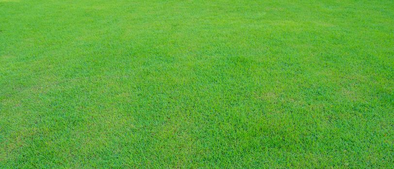 Green grass texture background