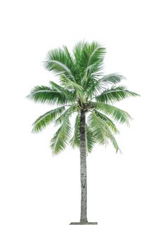 Coconut tree isolated on white background used for advertising decorative architecture. Summer and beach concept