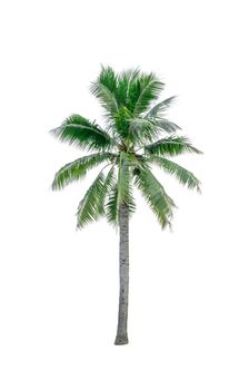 Coconut tree isolated on white background used for advertising decorative architecture. Summer and beach concept