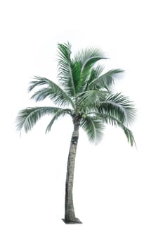 Coconut tree isolated on white background used for advertising decorative architecture. Summer and beach concept