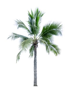 Coconut tree isolated on white background used for advertising decorative architecture. Summer and beach concept