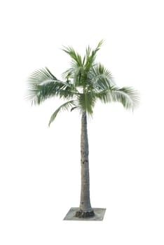 Coconut tree isolated on white background used for advertising decorative architecture. Summer and beach concept