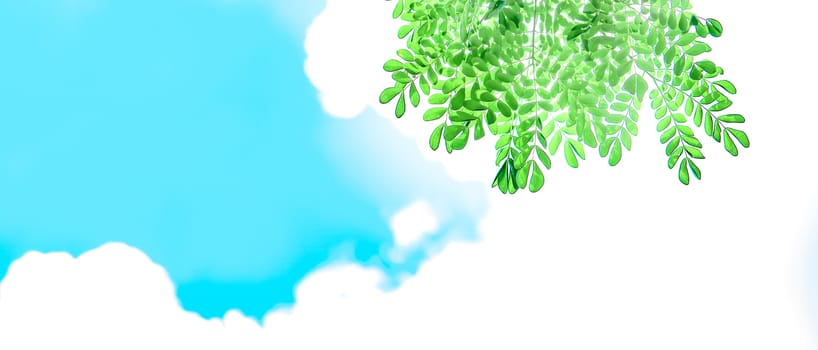 Green leaves with sunshine and beautiful blue sky and white clouds background with copy space for text.