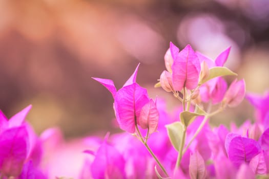 Pink paper flower, bougainvillea shiny flowers under morning sunlight on blur background with copy space