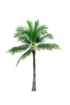 Coconut tree isolated on white background used for advertising decorative architecture. Summer and beach concept